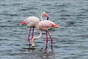 研究：紅鶴遷徙可延緩衰老 呈現「先苦後甜」