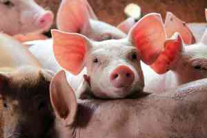 輪迴中還業 前生是豬 轉生人身還留豬蹄