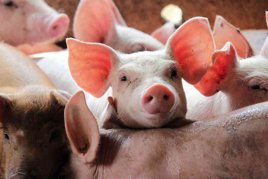 輪迴中還業 前生是豬 轉生人身還留豬蹄