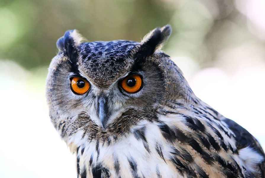 紐約動物園的鵰鴞脫逃多日 獲准留在野外