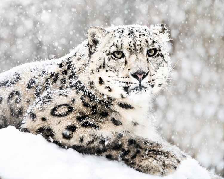 下雪時現身 罕見雪豹近距離畫面曝光