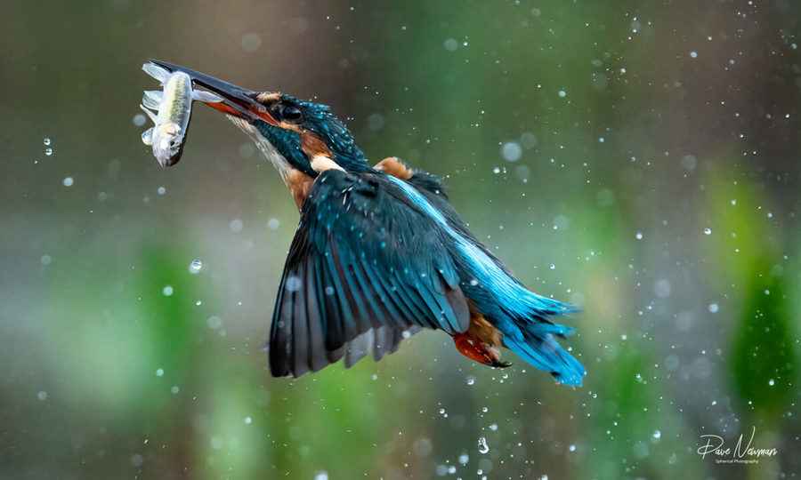 【圖輯】上班族午休時間捕捉的精彩動物照