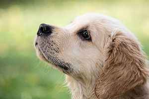 研究：小狗的視覺與嗅覺相通 或能以鼻視物
