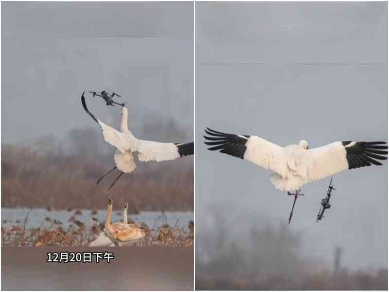 無人機近距離挑釁 被杭州白鶴一腳踢進泥塘