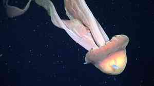 阿根廷深海發現巨型冥河水母 體形大如巴士