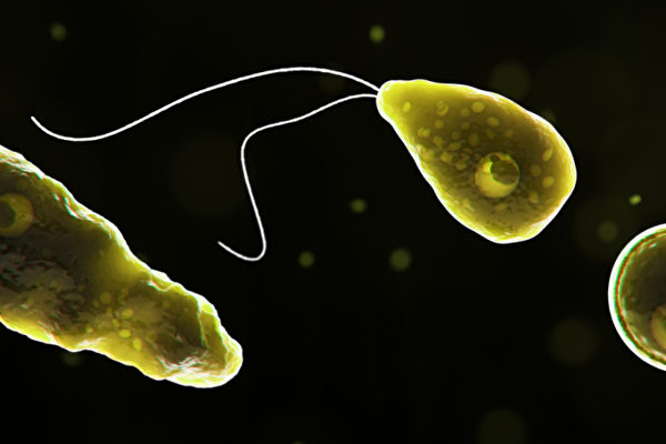 可致命的食腦變形蟲福氏內格里蟲（Naegleria fowleri）。（CDC）