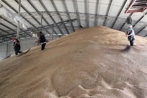 金言：國儲粟米變篩糠 現實版天下糧倉