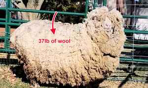 6年未剪毛的羊被救時 厚重羊毛達37磅