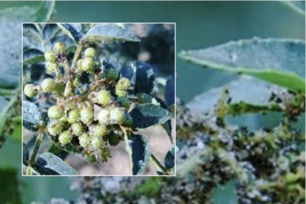 陝甘花椒重地乾旱蟲災齊發 產量堪憂