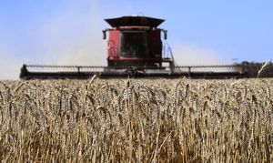 中國大量進口澳洲小麥 比去年同期多4倍