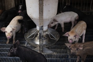 中國爆發非洲豬瘟 四省4.3億隻豬染病