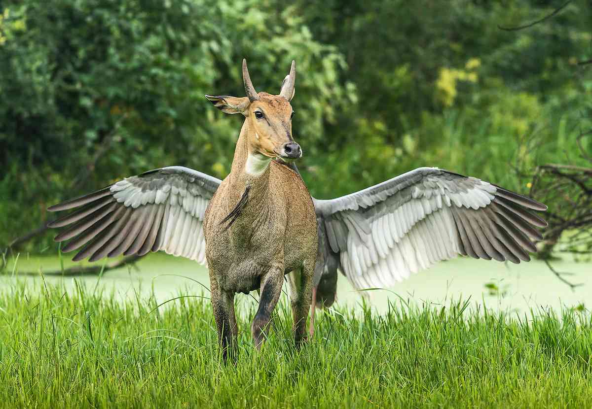 （Jagdeep Rajput提供）