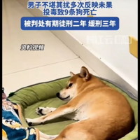 內蒙男子不堪鄰居12隻狗半夜吼叫 毒死9隻