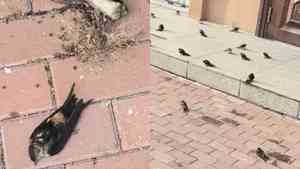 中國北方現異象 大量燕子不南飛被凍死