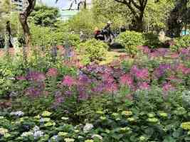 台北大安森林公園 漫步綠蔭花草蟲鳴間