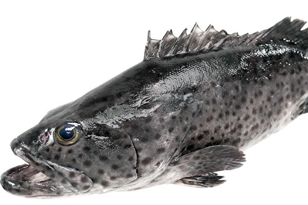 遭中共禁石斑魚輸入 台農委會批不符國際規範