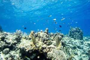 美國潛水勝地 佛羅里達近海珊瑚群
