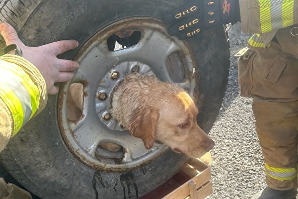 小狗頭部卡在輪胎中 幸獲消防隊員搭救
