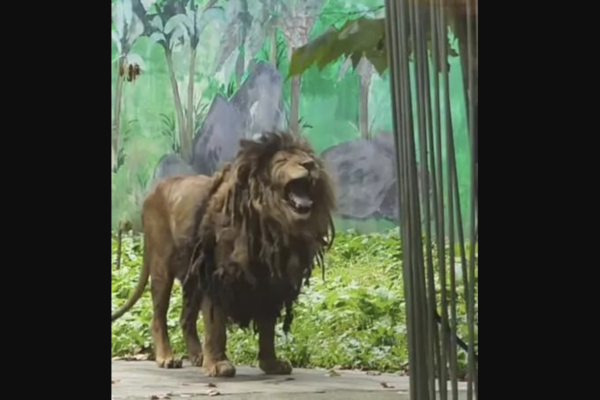 近日,貴州貴陽黔靈山動物園一隻邋遢獅子在網絡走紅。(影片截圖)