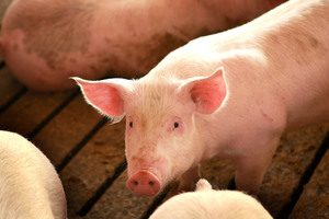 中國豬群恢復需5年以上 進口豬肉難堵缺口