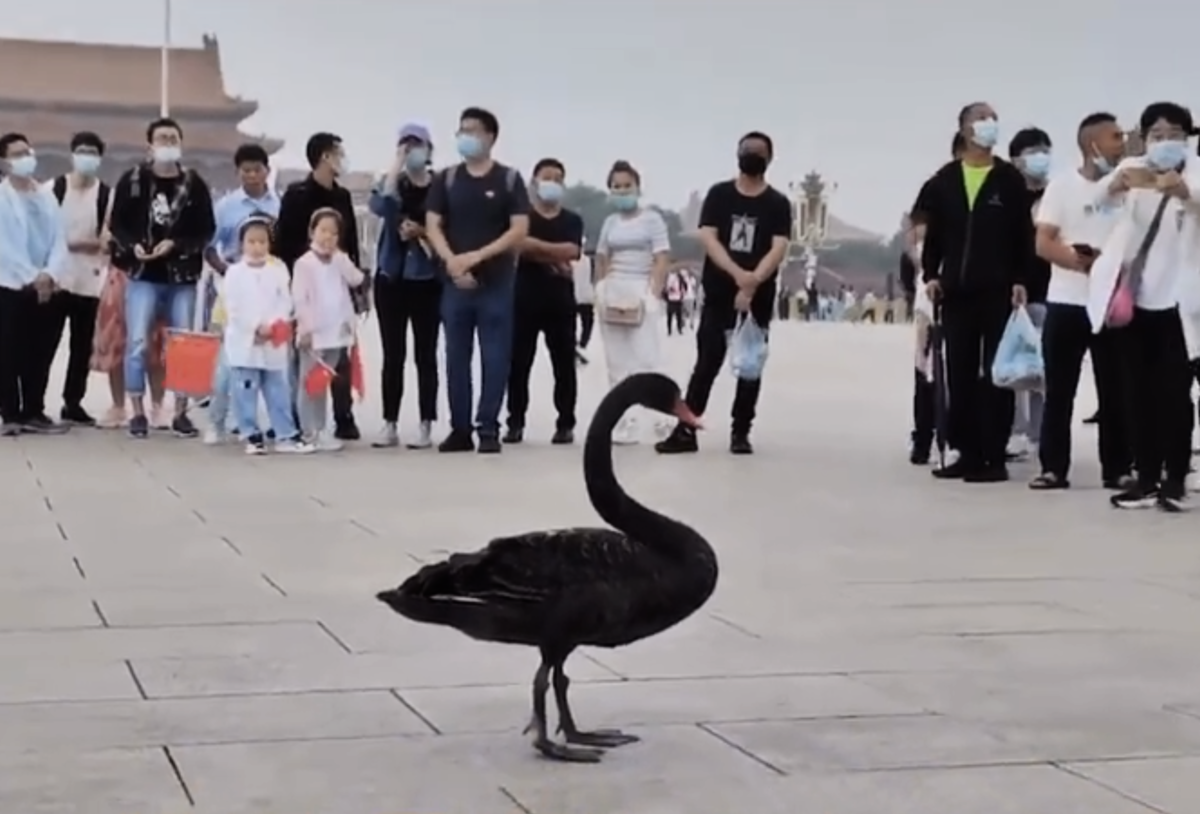 北京時間9月5日早上，一隻黑天鵝降落在天安門廣場，引發熱議。（影片擷圖）
