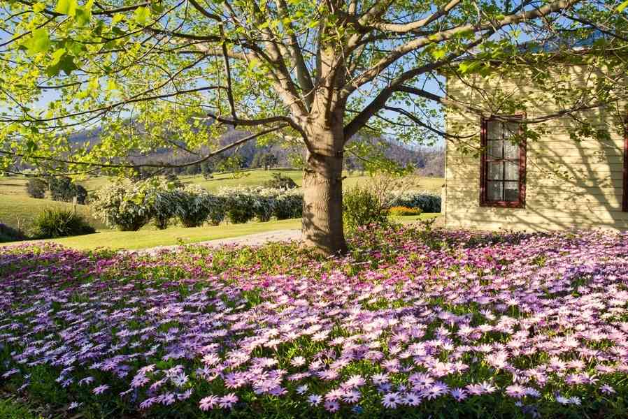 青松絮語：卡在樹上的羽毛球