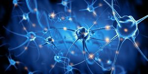 新研究揭示 成年後人類大腦神經元仍可再生