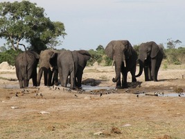 非洲象成群離奇死亡 或引發新公共衛生危機