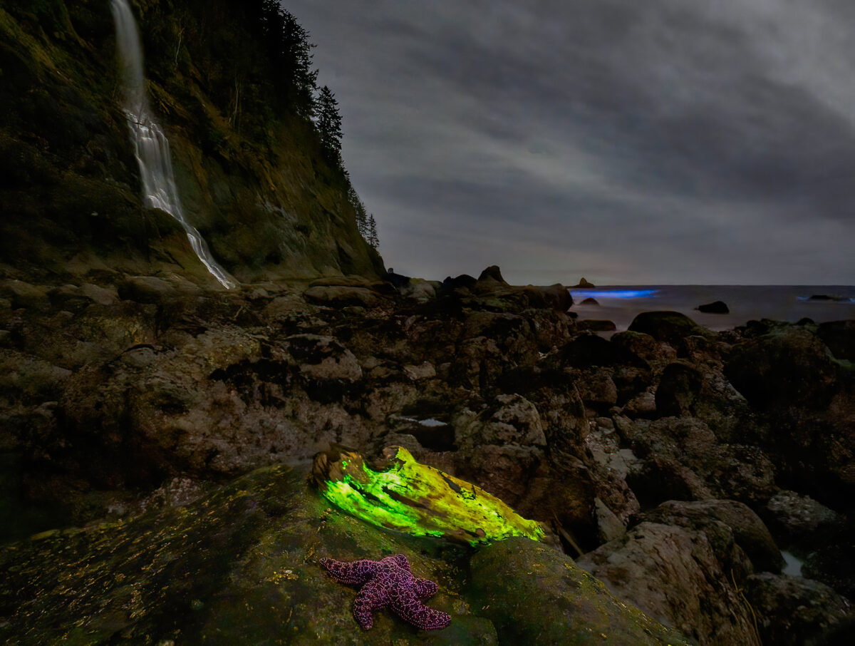 在華盛頓州拉普什出現的綠色發光真菌和藍藻。（Mathew Nichols Photography提供）