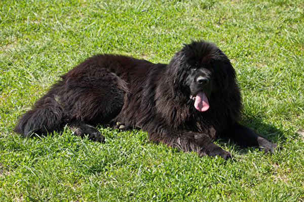 紐芬蘭犬屬大型犬類，外型酷似熊，但其性格溫馴，對孩子十分友善，是很棒的家庭犬。（Shutterstock）