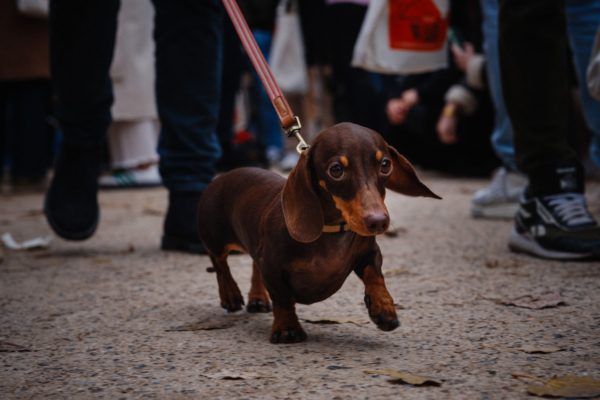 德國897隻臘腸狗上街亮相 打破世界紀錄