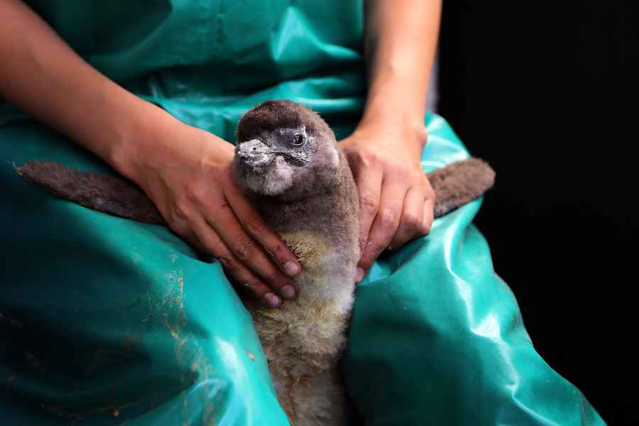 英動物園孵化兩隻非洲企鵝寶寶 屬瀕危物種