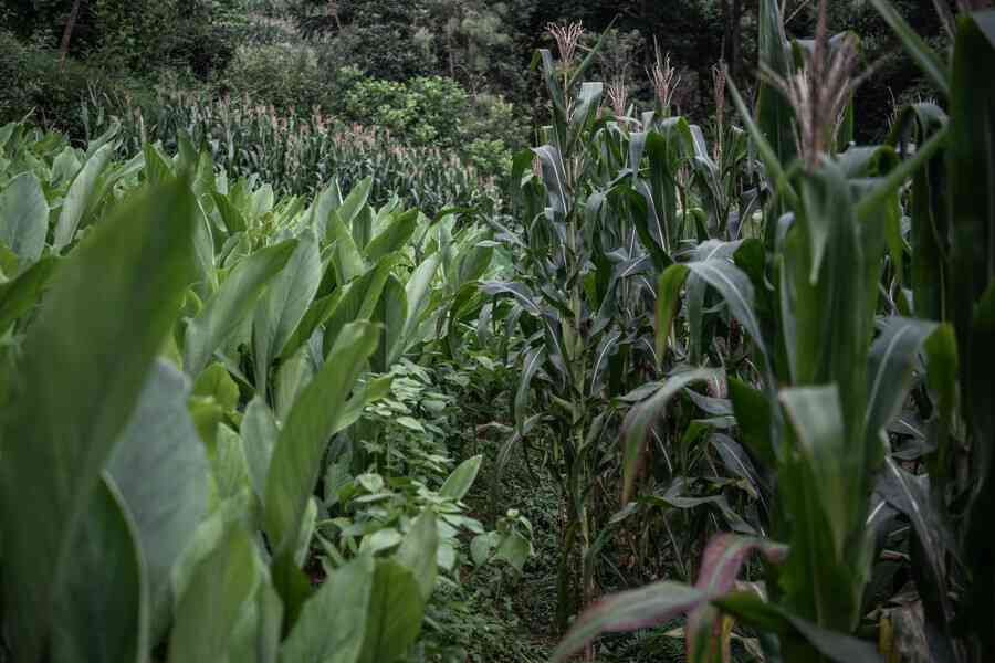 研究：金礦開採產生空氣汞 污染非洲糧食作物