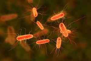 走私大腸桿菌入美 中國研究員將被遣返