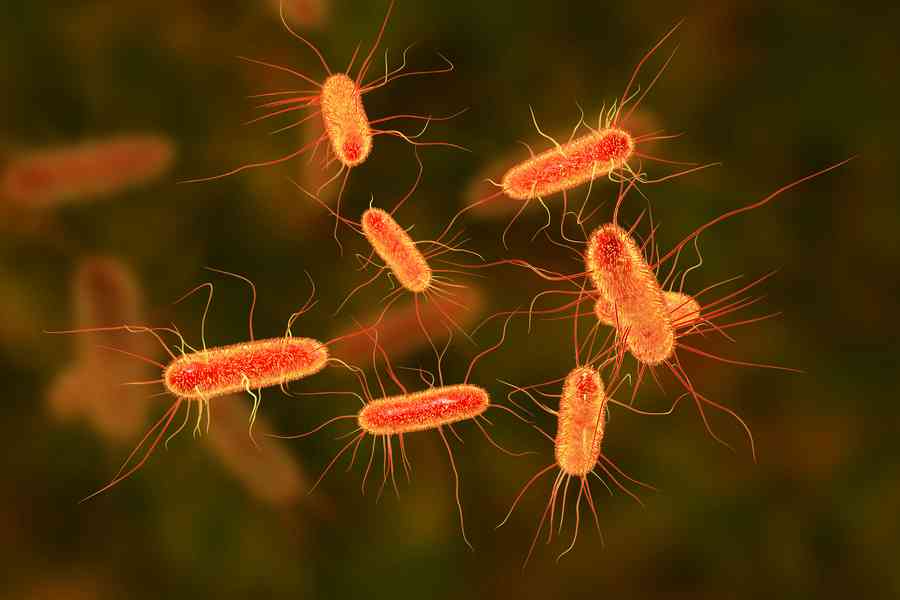 走私大腸桿菌入美 中國研究員將被遣返