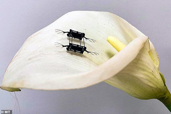 麻省理工學院的科學家發明的昆蟲大小的飛行機械人。（MIT）