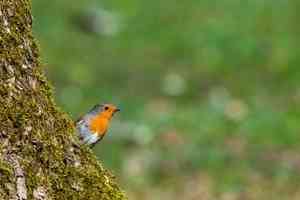 不起眼的小植物 或成破案關鍵「沉默證人」