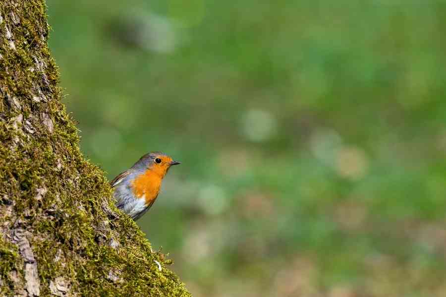 不起眼的小植物 或成破案關鍵「沉默證人」