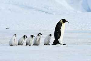 南極首現H5N1禽流感 專家：情況或迅速惡化