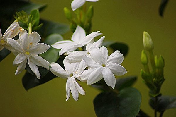 茉莉花是白色的，具有香氣。（Pixabay）
