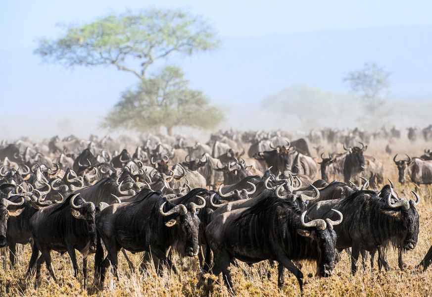 南蘇丹600萬隻羚羊大遷徙 創世界之最
