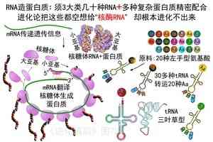 進化騙局（23） 核酶夢碎 進化再斷裂