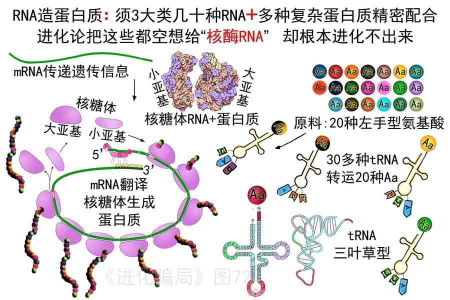 進化騙局（23） 核酶夢碎 進化再斷裂