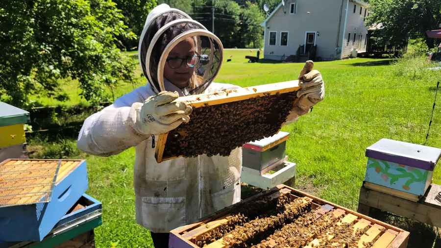 美國小養蜂人 11歲獨自照料9個蜂箱