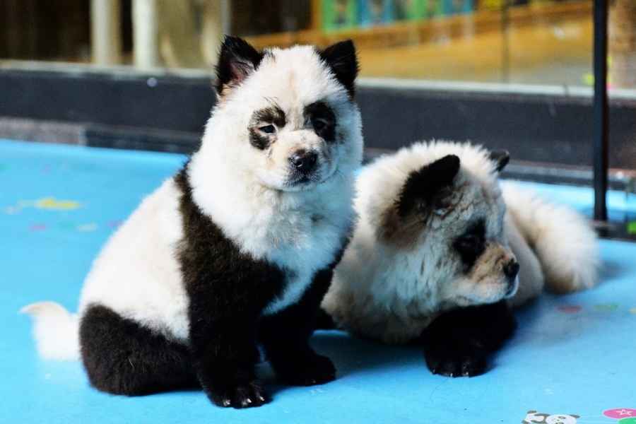 江蘇動物園展示小狗染色的熊貓 遭民眾批評