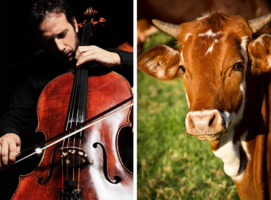 真實版對牛彈琴 丹麥牧場主牛棚開辦音樂會