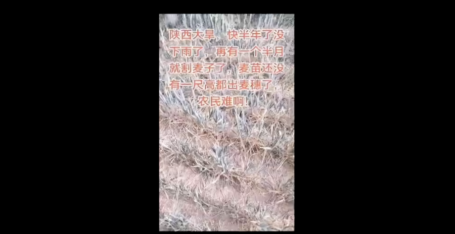 【一線採訪】陝西大旱逼近麥收 農民心碎祈雨