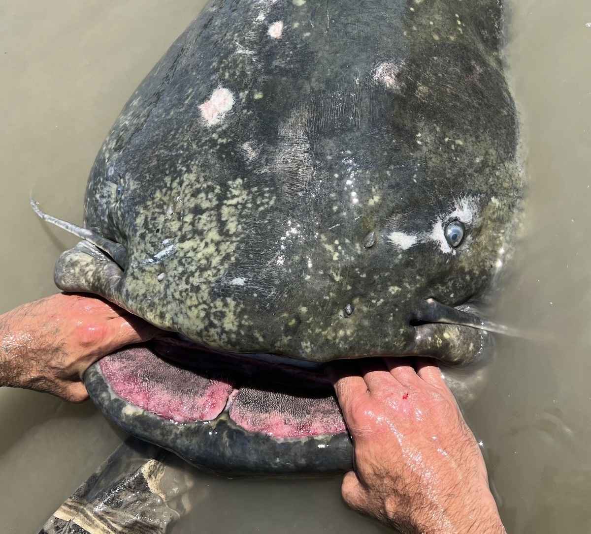 巨大魚 id14521166-1-342-fish-4-