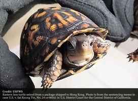 陸男襪藏活龜 從美國走私至香港被判囚30個月