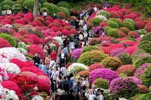【圖輯】日本根津神社杜鵑花祭 遊客紛至沓來
